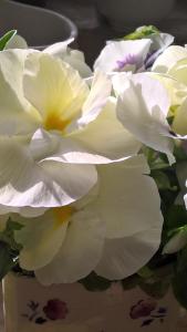 un grupo de flores blancas en un jarrón en Le Mas des Clots en Upie