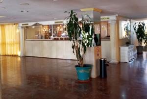 une plante en pot assise au milieu d'un hall dans l'établissement Hércules Nuevo y Moderno Estudio, à Benalmádena 37 autres photos