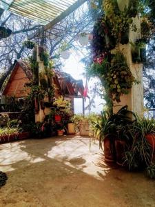 un patio con macetas en un invernadero en Apartamento Orquídea, en Quetzaltenango