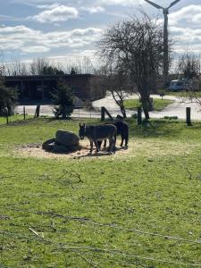 drei Kühe stehen auf einem Feld in der Nähe eines Zauns in der Unterkunft Beltblick in Fehmarn