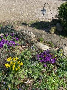 フェーマルンにあるBeltblickの紫と黄色の花と街灯の庭園