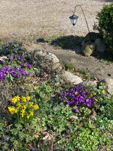 un jardín con flores moradas y amarillas y luz de la calle en Beltblick, en Fehmarn