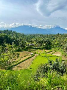 a green field with mountains in the background at Girang Rinjani Bungalows in Tetebatu
