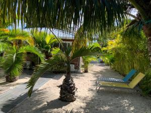 una palmera y una silla en una playa en Fisherman house on a paradise island, en La Romana