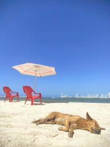 a dog laying on the beach with two chairs and an umbrella at La Caracola Cartagena in Cartagena de Indias