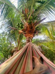 a person laying in a hammock under a palm tree at La Caracola Cartagena in Cartagena de Indias