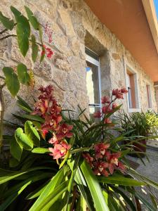 uma planta com flores vermelhas em frente a um edifício em Marea Alta de Playa América em Nigrán