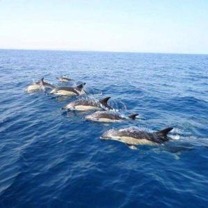 Gallery image of CASA VIDA PARA SAÚDE E BEM ESTAR in Moncarapacho +13 photos