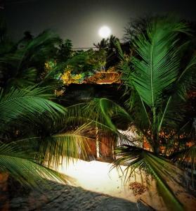 a group of palm trees on a beach at night at La Caracola Cartagena in Cartagena de Indias
