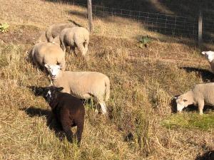 ネルソンにあるThe River Shackの草原に立つ羊の群れ