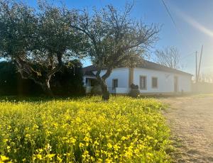 uma casa branca com um campo de flores amarelas em Qta Casa Seleiras - Guest House em Évora