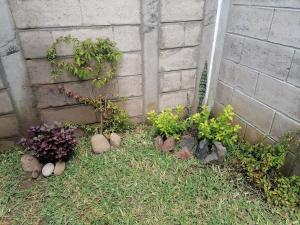 a group of plants in a garden next to a wall at Nenes Relax Home in Santa Ana