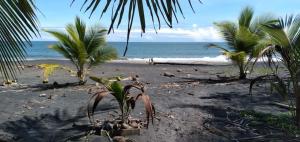 a sandy beach with palm trees and the ocean at Casa Palos Verdes in Puerto Viejo