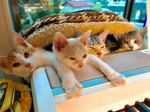 a group of kittens laying on top of a shelf at Misato Memorial Hall - Vacation STAY 61405v in Hirakawa