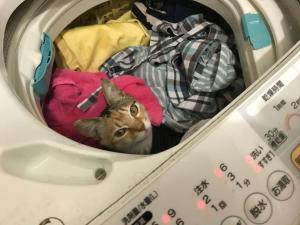 a cat is sitting in a washing machine at Misato Memorial Hall - Vacation STAY 61405v in Hirakawa