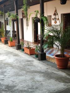 a group of potted plants inront of a building at Hotel Francisco's la Merced in Antigua Guatemala