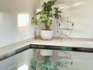 a potted plant sitting on top of a counter at La Jabotte in Antibes