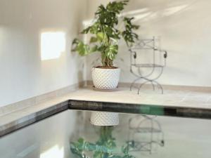 a potted plant sitting on top of a counter at La Jabotte Boutique Hotel in Antibes