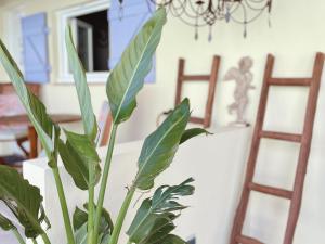 a plant in a vase on a table with chairs at La Jabotte in Antibes