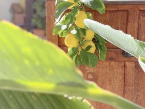 a bunch of yellow fruit on a plant at La Jabotte in Antibes