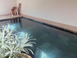 a swimming pool with two potted plants in it at La Jabotte in Antibes