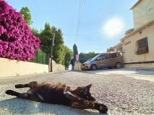a cat laying on the ground in the street at La Jabotte in Antibes