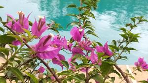 a bunch of purple flowers in front of a pool at Shiraz villa in Chennai