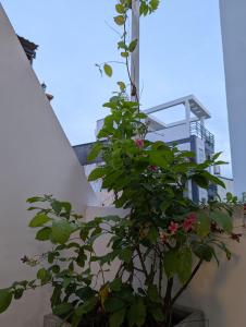 a plant in a pot next to a building at Private Homestay District 1, Tan Ðinh Ward, HCM City in Ho Chi Minh City
