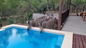 a group of zebras standing next to a swimming pool at Greater Kruger View - Luxury Bush Villa in Marloth Park
