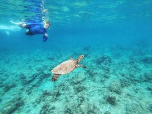 Ein Mann und eine Schildkröte schwimmen im Meer in der Unterkunft Island Luxury Fehendhoo in Fehendhoo