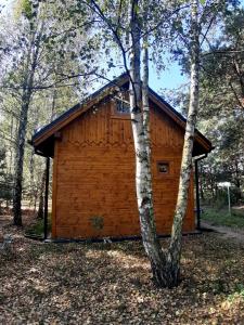 eine Blockhütte im Wald mit einem Baum in der Unterkunft Ajurweda na Jurze Agroturystyka 