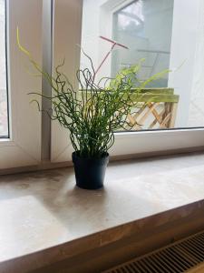 einer Topfpflanze, die auf einem Fensterbrett sitzt in der Unterkunft Wohnung im Herzen der Stadt ,Nähe Stadion. in Dortmund