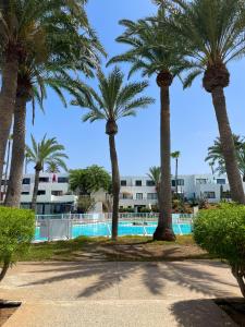 a group of palm trees near a swimming pool at Los Barqueros 25 by Best Holidays Fuerteventura in Corralejo