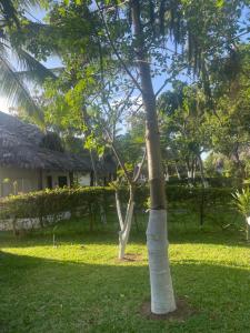 eine Palme im Hof eines Hauses in der Unterkunft One bedroom holiday home malindi in Malindi