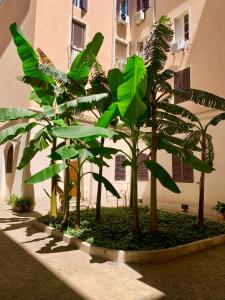 a group of palm trees in front of a building at Piazza Testaccio Home appartamento E 2 Accogliente e Silenzioso in Rome