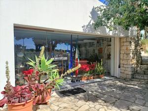 Zahrada ubytování Villa Aurea