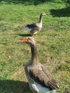 Animales en la casa o chalet o alrededores