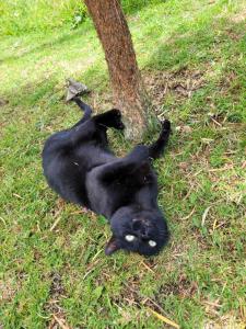 a black cat rolling around on its back around a tree at Huna Glamping in Guatavita