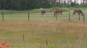 Altri animali domestici presso il bed & breakfast o nei dintorni