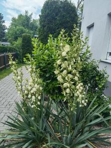 Deux plantes avec des fleurs blanches dans une cour dans l'établissement Eichbachgasse 38, à Graz