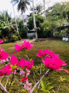 a group of pink flowers in front of a yard at SK Villa in Galle