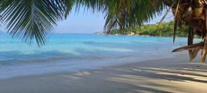 a beach with a palm tree and the ocean w obiekcie Lazio Beach Residence w mieście Anse Lazio