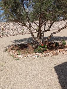un arbre au milieu d'un mur de pierre dans l'établissement Harmonie des alizés, à Essaouira