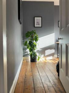 a potted plant sitting on a wooden floor in a hallway at Townhouse in trendy suburb of Hoole in Chester