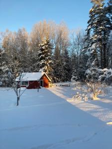 a red cabin in the snow with trees at Egen stuga med delat badrum in Norrtälje