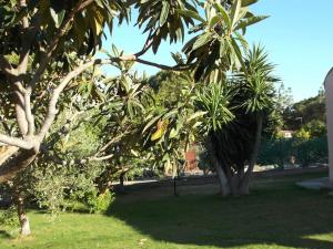 ヴィッラ・サン・ピエトロにあるVilla Gabriellaの公園内のヤシの木群