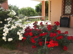 un montón de flores rojas y blancas en un patio en Villa Gabriella, en Villa San Pietro