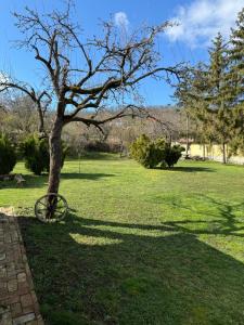 un árbol sentado en medio de un campo en Karaván guest house, en Hollókő