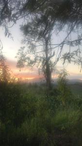 una vista del tramonto da un campo con un albero di Sítio por do Sol - Pedra Azul - ES a Pedra Azul