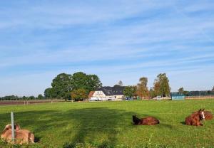 three horses laying in the grass in a field at Landhaus Seemann Ferienwohnungen im Grünen in Walsrode